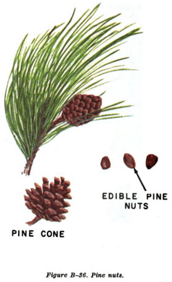pine nut illustration edible plants