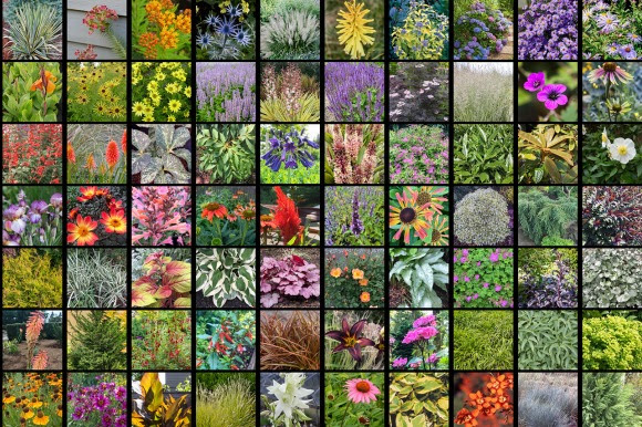 eGardenGo collage