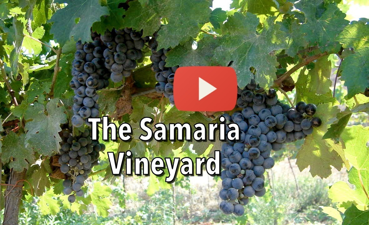 We at Israel Video Network are planting the Samaria Vineyard!