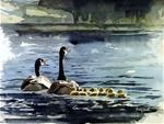 "G" is for Goose or "A Family Swim" - Posted on Thursday, January 8, 2015 by Andy Sewell