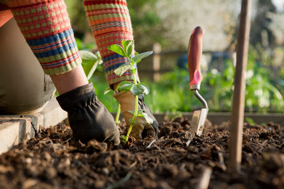Tips for Growing Spring Veggies and Herbs 0f05f71c-4232-4438-86c8-e64bd568f2dc