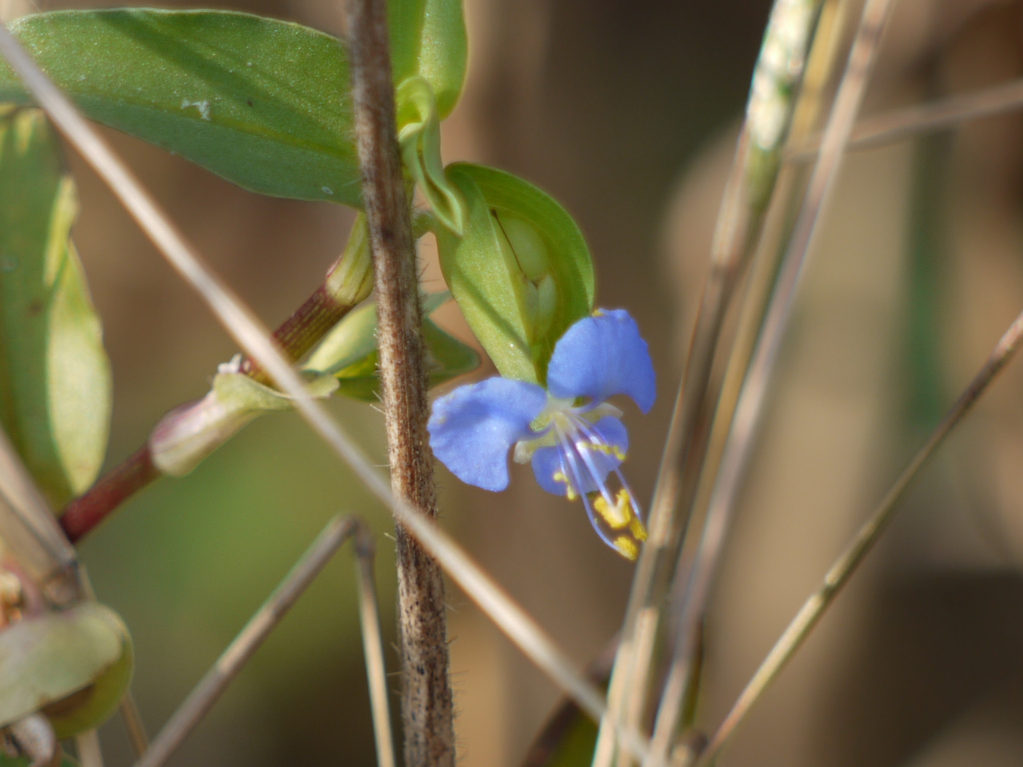 Commelina sp. ... FOR ID