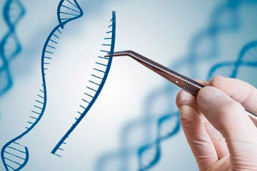 Herramientas CRISPR, aplicaciones actuales y futuras del 'corta y pega' genético 
