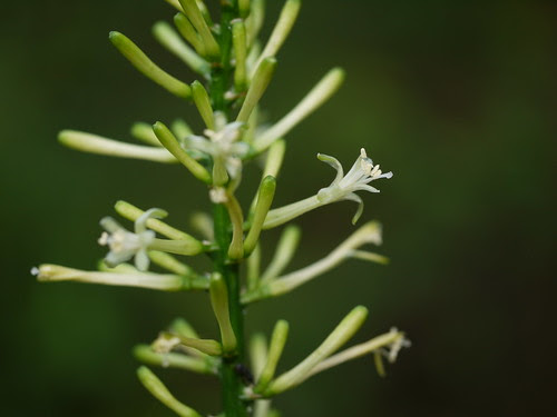 Dracaena terniflora Roxb.