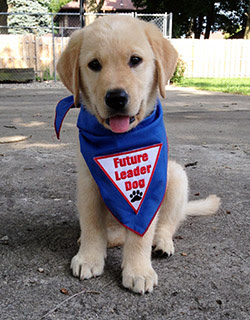 Puppies Guide Inmates to Redemption, Before Becoming Guide Dogs, Pets (Videos)