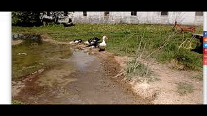 Farmer Makes Rare Observation | Everyday Life Has Vanished From His Farm! Disappeared? (Video) Farmer Makes Rare Observation | Everyday Life Has Vanished From His Farm! Disappeared? (Video)