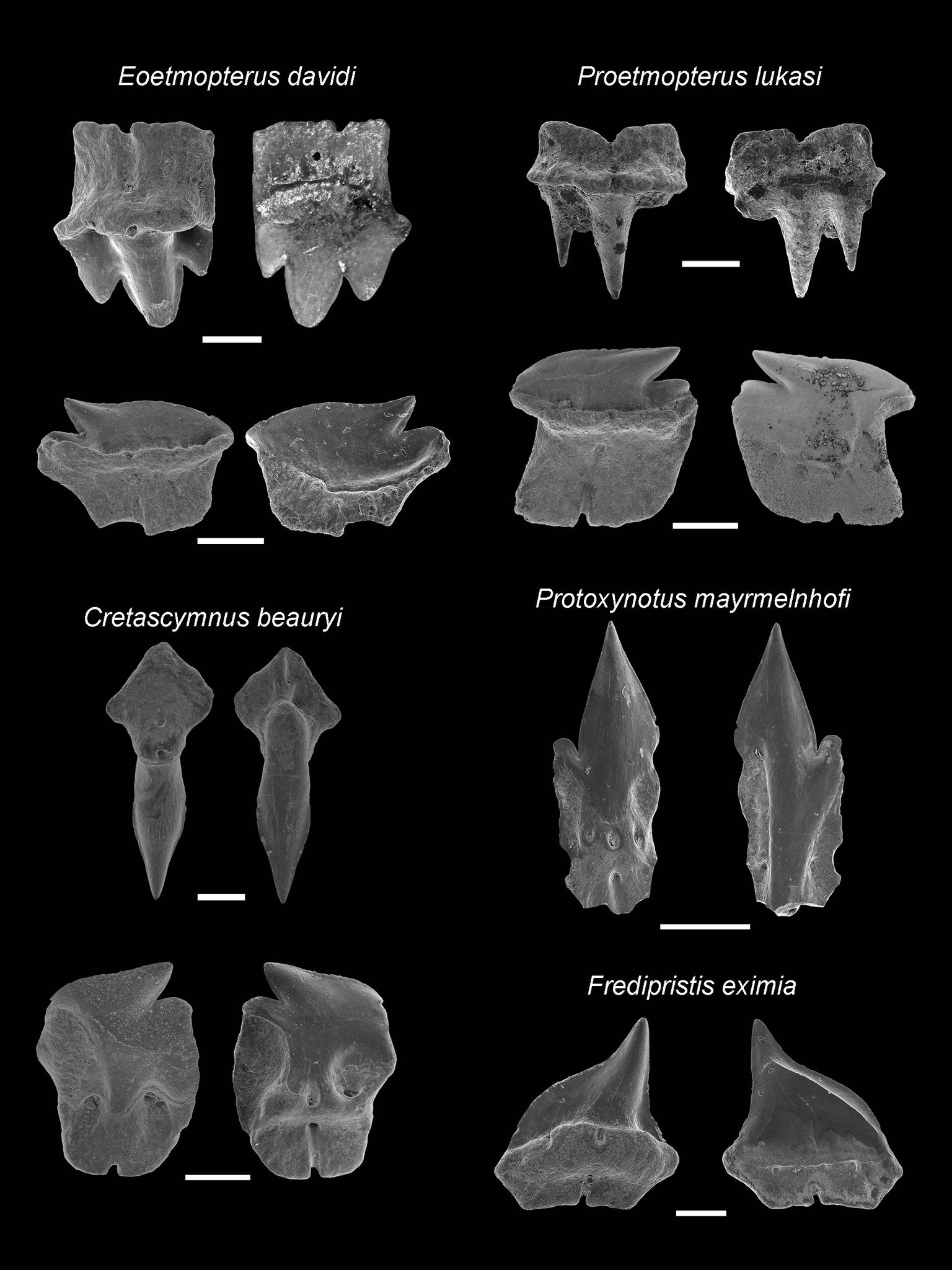 Seventy years of tunas, billfishes, and sharks as sentinels of global ocean  health