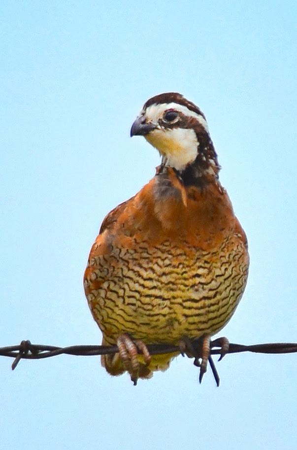 FamilyOutdoors Oklahoma Quail Hunters Report Best Season Opener in Years