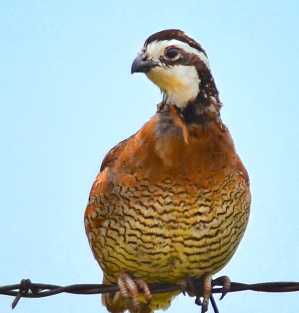 FamilyOutdoors Oklahoma Quail Hunters Report Best Season Opener in Years