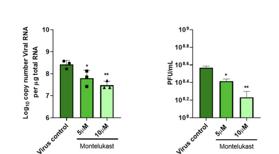 Montelukast assay results: decreased viral RNA count and infectious virus titer.