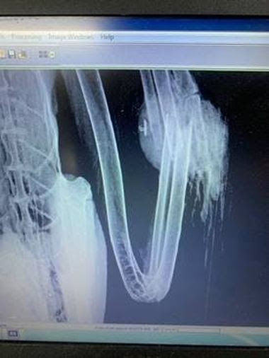 photo of x-ray of bird wing