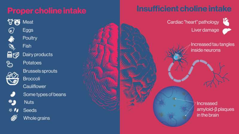 Study explores effects of dietary choline deficiency on neurologic and system-wide health