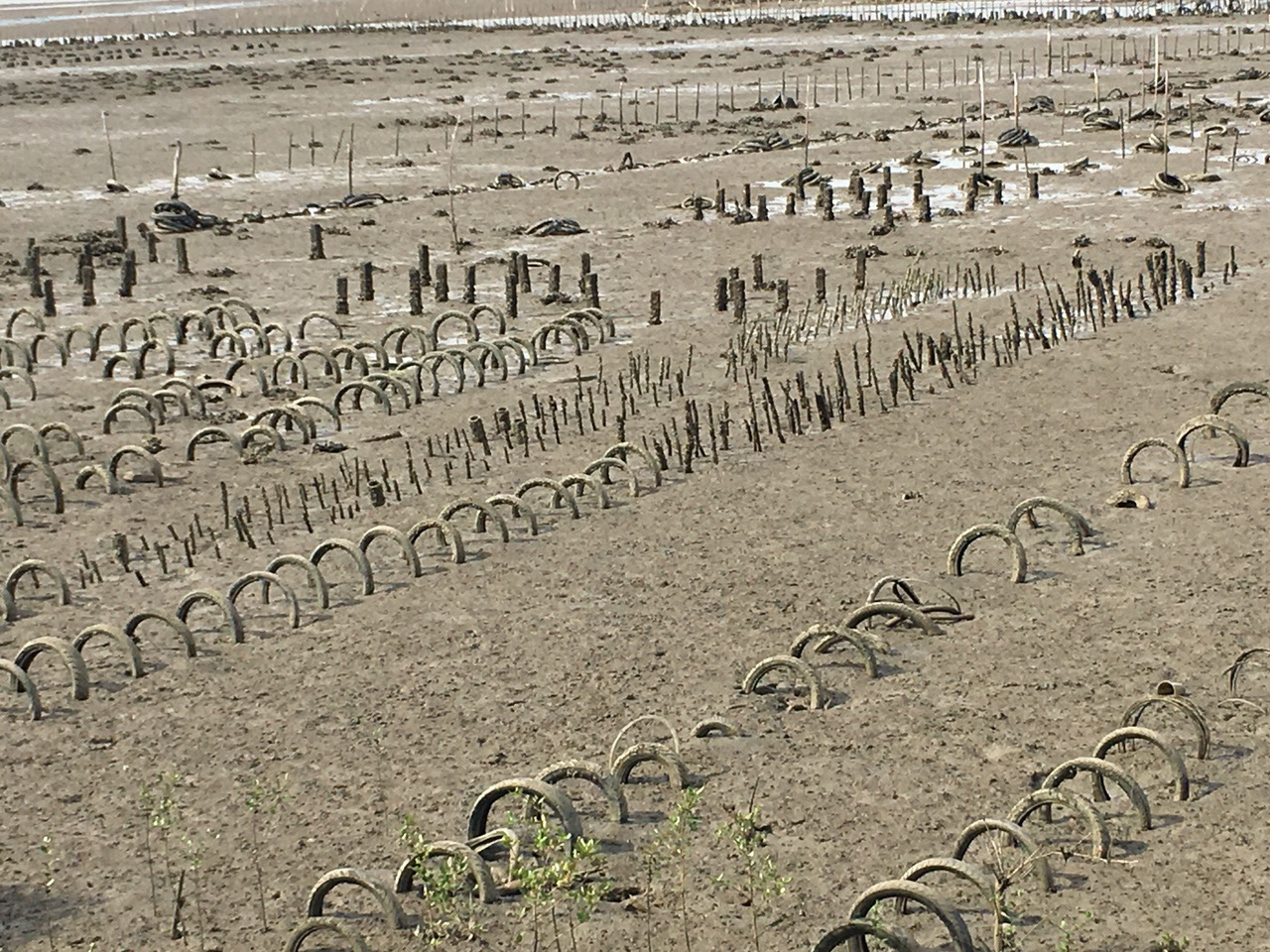 Hàng ngàn vỏ xe vứt tràn lan ở khu vực Đầm Nại - Ảnh 3.