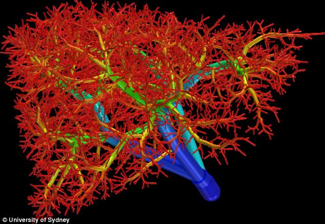 The vascular system inside an organ, picture here, can now be printed inside an artificial organ allowing blood to flow through it