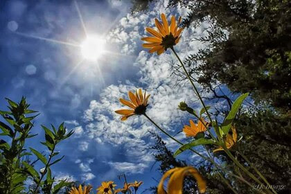 Flowers-Sun-Sky