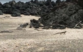 (Video viral) Si el pecado es una serpiente, esta iguana nos da algunas ideas de cómo huir de él
