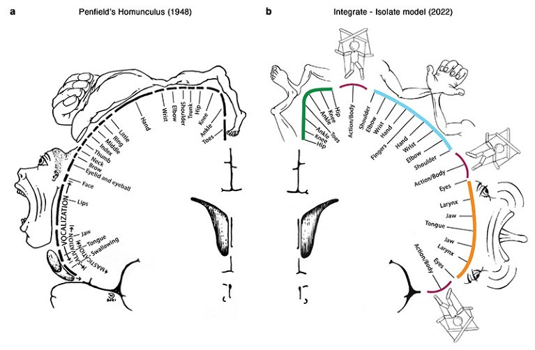 Penfield’s homunculus brain model shown on the left and the newer Integrate–isolate model from 2022 on the right