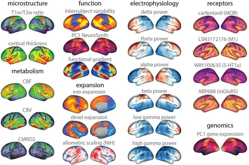 A one-stop-shop for brain imaging