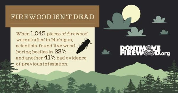 A Michigan study showed that when 1,045 pieces of firewood were examined, 23% had evidence of beetles, and 41% of infestation