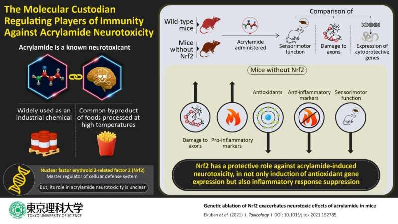 Nrf2: The custodian regulating oxidative stress and immunity against acrylamide toxicity