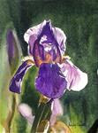 Verns iris - Posted on Wednesday, April 15, 2015 by Andy Sewell