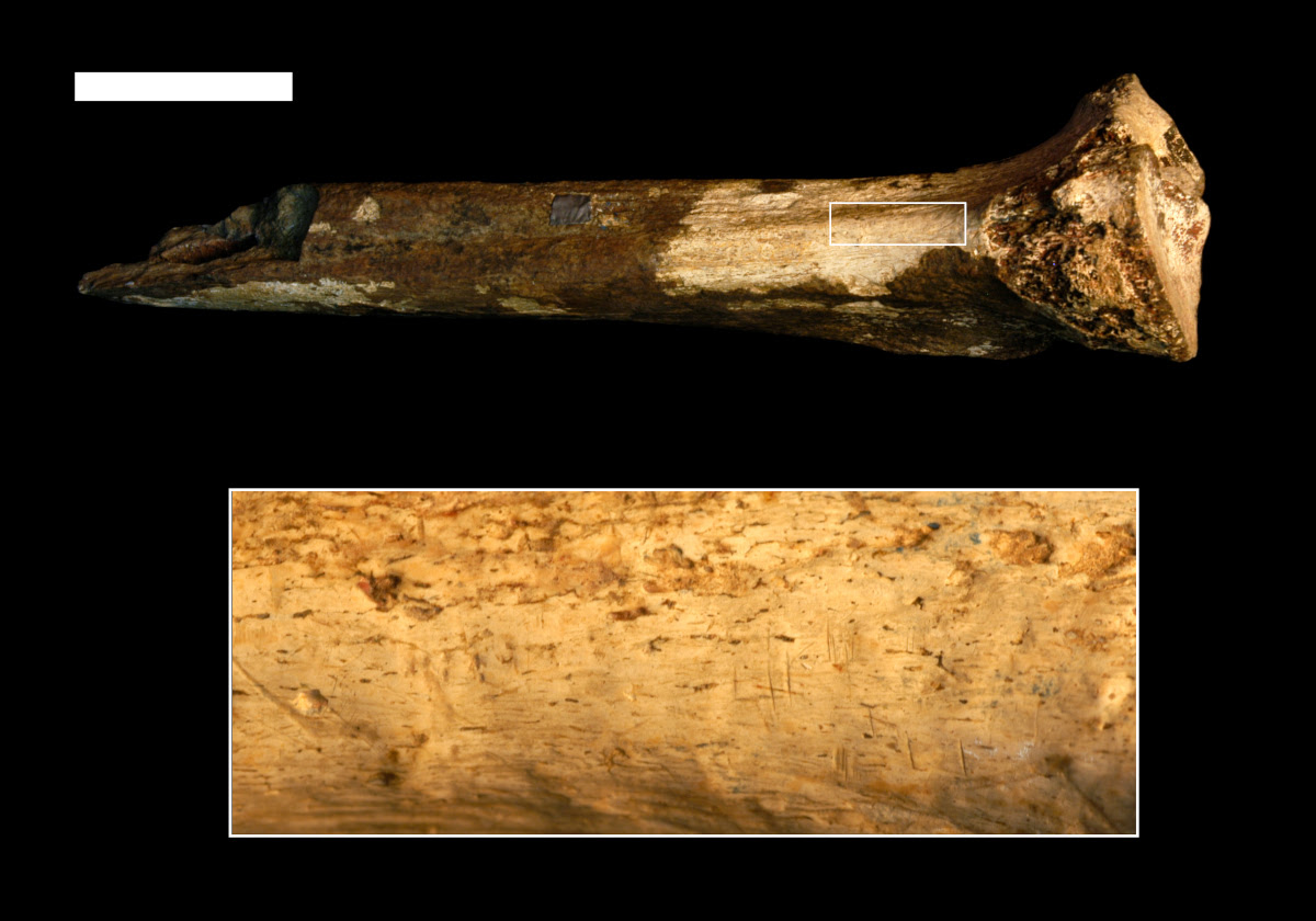Hominin bone with zoom in on region showing vertical marks on bone