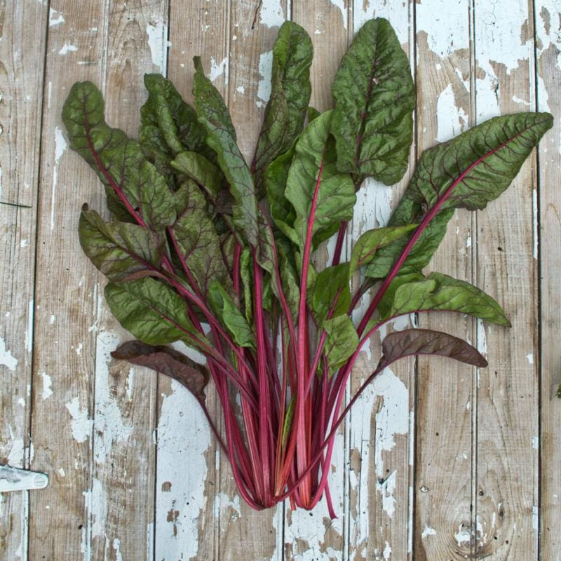 Image of Cardinal Swiss Chard (54 Days)