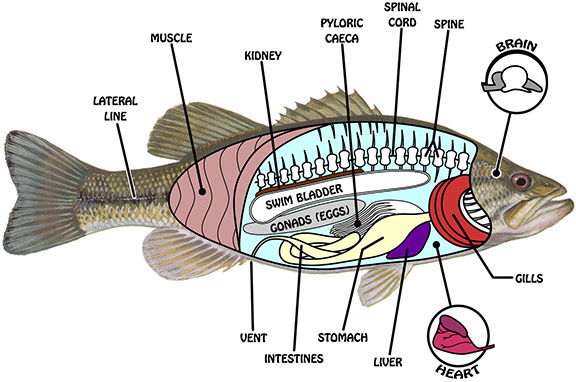 Fish anatomy