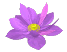 http://buddhadharmaobfinternational.files.wordpress.com/2011/01/lotus1.gif