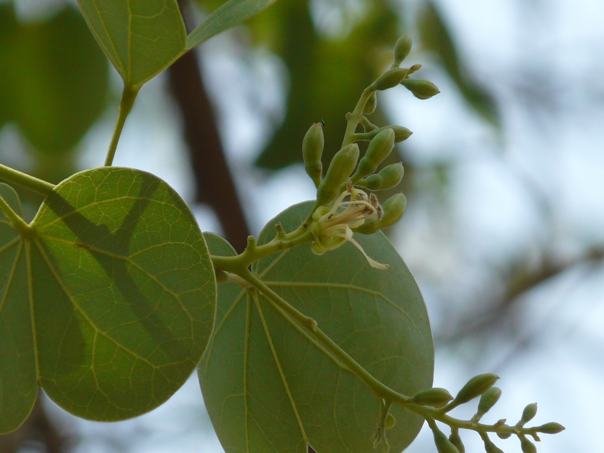 Bauhinia racemosa Lam.