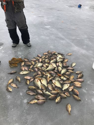 Pile of dead, illegally caught fish on ice