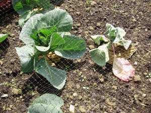 Cabbage damaged by root fly on right