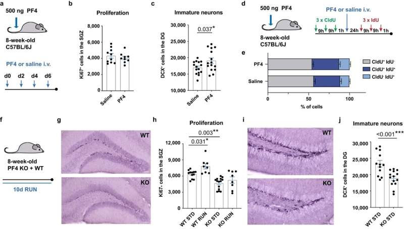 Blood factor can turn back time in the aging brain