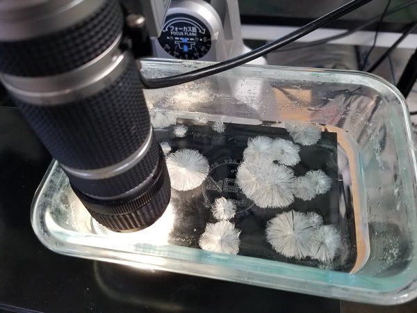 Cell Tower Transmissions Interfering With Xylitol Crystal Formation, Showing Disruption of “Morphic Resonance” Xylitol-pic-006-600