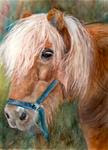 9x12 Shetland Pony Tan Horse White Mane Watercolor Penny Lee StewArt - Posted on Wednesday, December 17, 2014 by Penny Lee StewArt