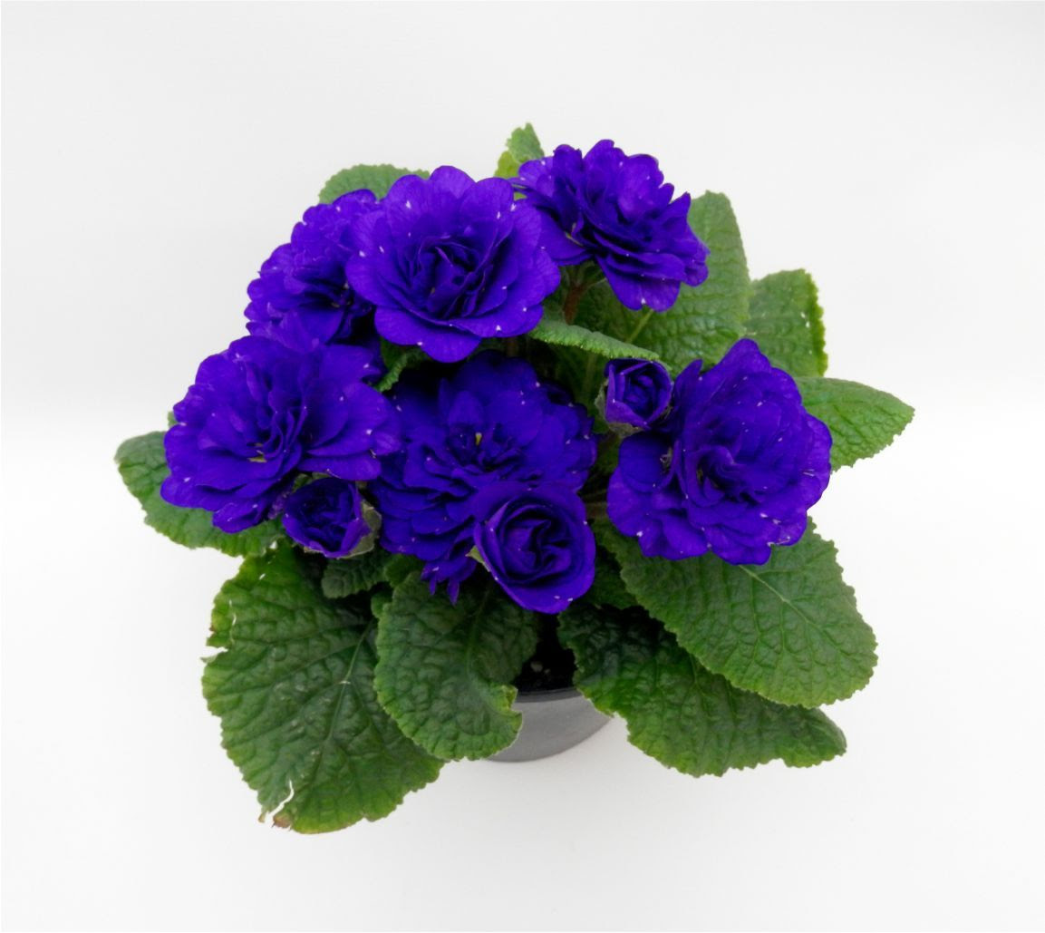 Primrose Cobalt