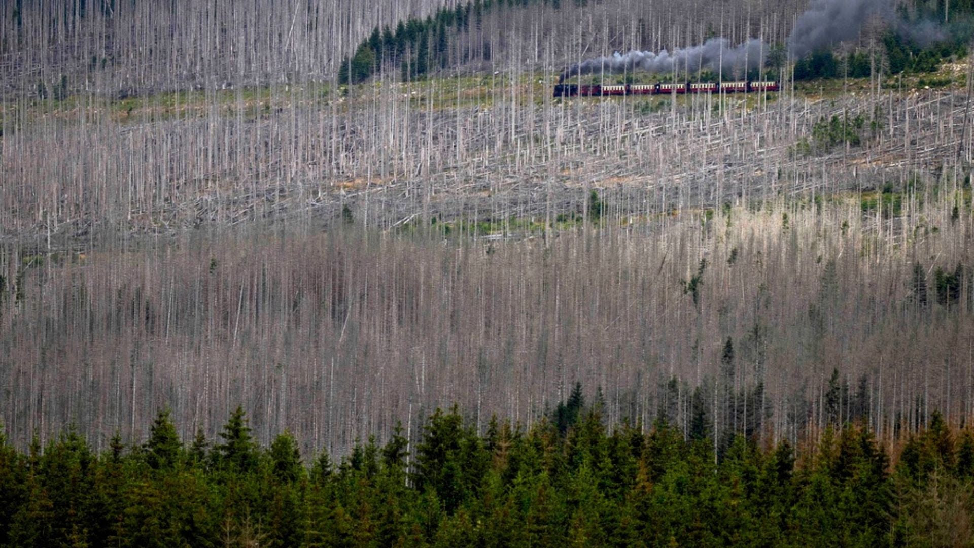 A train travels through a forest of barren trees.