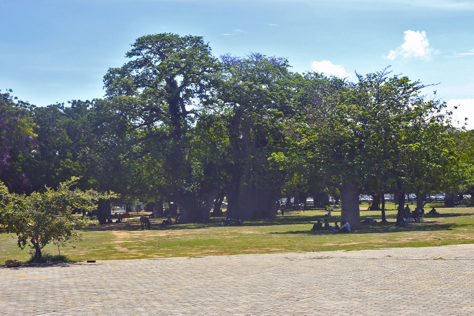 Mama Ngina Waterfront, a recreational park in Mombasa, has dozens of baobab trees that provide shade to visitors.