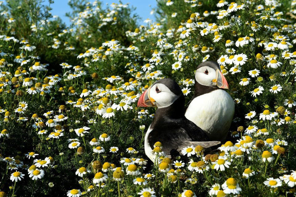 Atlantic Puffins are seen among the daisies on Skomer Island, Pembrokeshire, Wales, Britain July 16, 2019. REUTERS/Rebecca Naden/File Photo