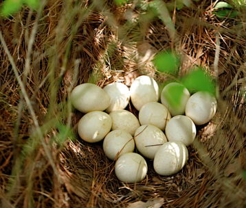 Eggs in turkey nest in SE OK