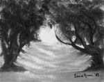 Ancient Olive Tree Row - Posted on Sunday, January 11, 2015 by Sonia Rumzi