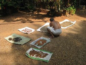​Most the herbs and oils, etc. my Ayurvedic therapists are using are homemade, using freshly picked herbs. Here are number are being dried in the sun by Krishna Dasan, the most amazing massage therapist I've experienced here! I am really feeling the results! 