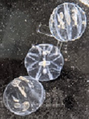 Leidy's comb jelly