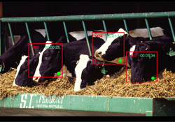 inpage-cainthus-cow-1