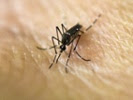 Mosquitoes transmitted yellow fever from monkeys to people in Brazil