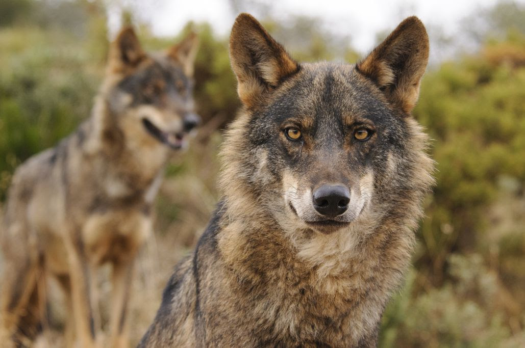 El Partido Popular basa
su posición a favor de
desproteger al lobo en bulos y
datos falsos