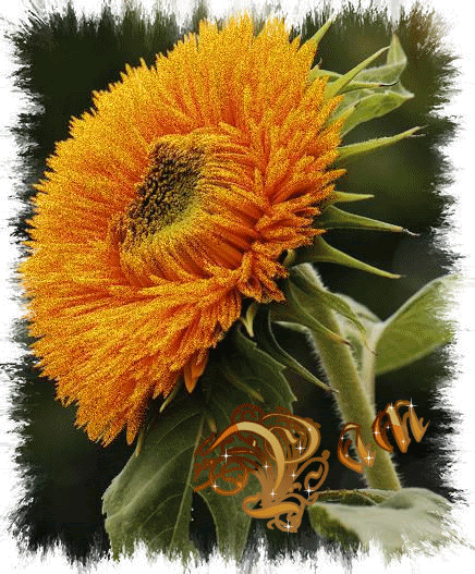 _Pam_sunflower_glitter