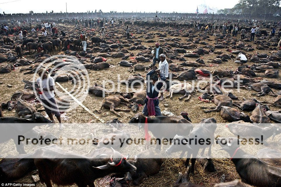 Thảm sát hơn 6.000 con trâu trong ngày lễ tế thần ở Nepal