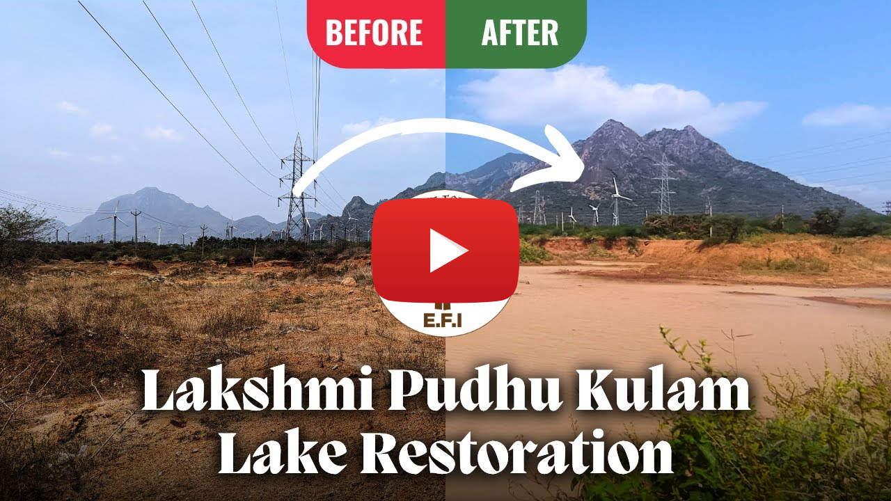 Lakshmi Pudhu Kulam Restoration | EFI's Lake Night Show | Kanniyakumari