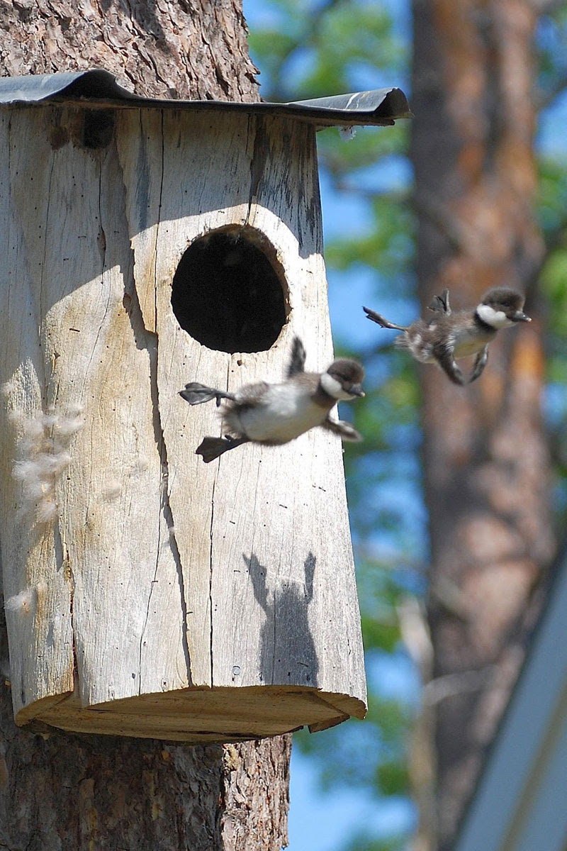 http://twistedsifter.com/2013/04/baby-ducks-first-flight-leaving-nest/
